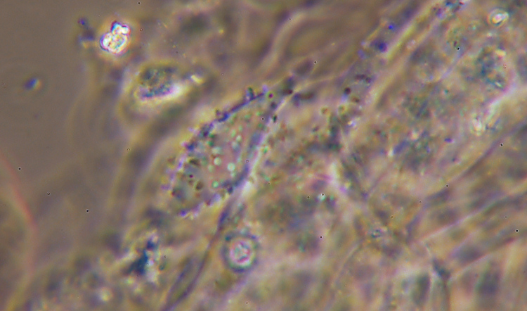 Miniera di Gambatesa 35